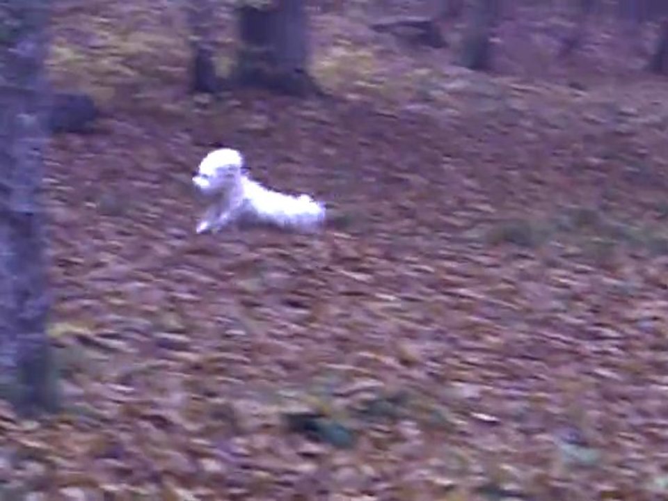 GAÏA en forêt!!!!