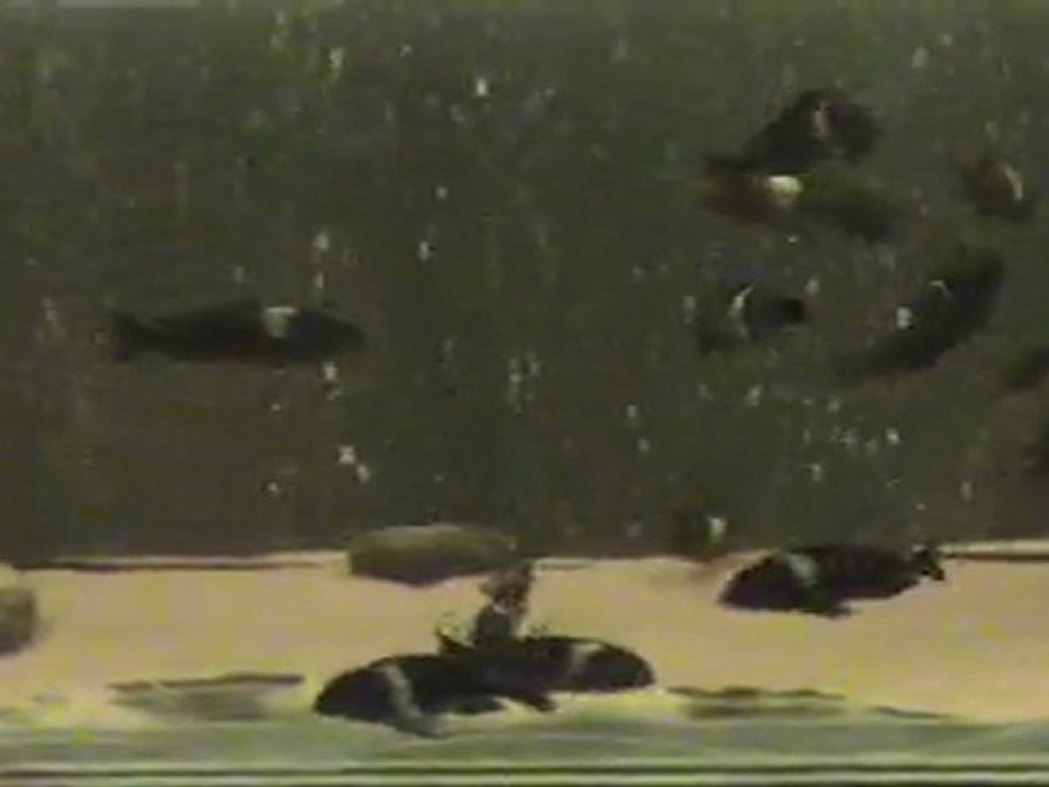 Duboisi Maswa 09.11.2011