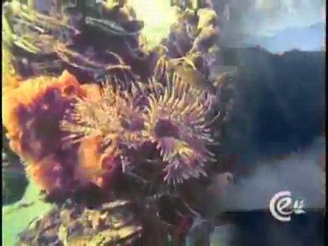 (DVD10) (37) PARQUES NATURALES DE COLOMBIA