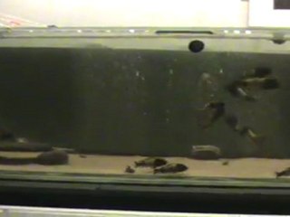 İkola Kaiser 2 09.11.2011