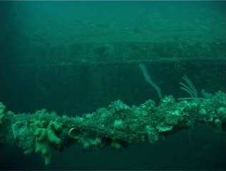 Faune sous-marine de l'île d'Yeu: à l'abri de l'Azie