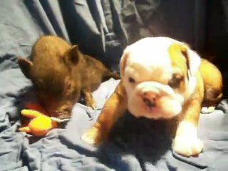 hermes bulldog anglais 1 mois