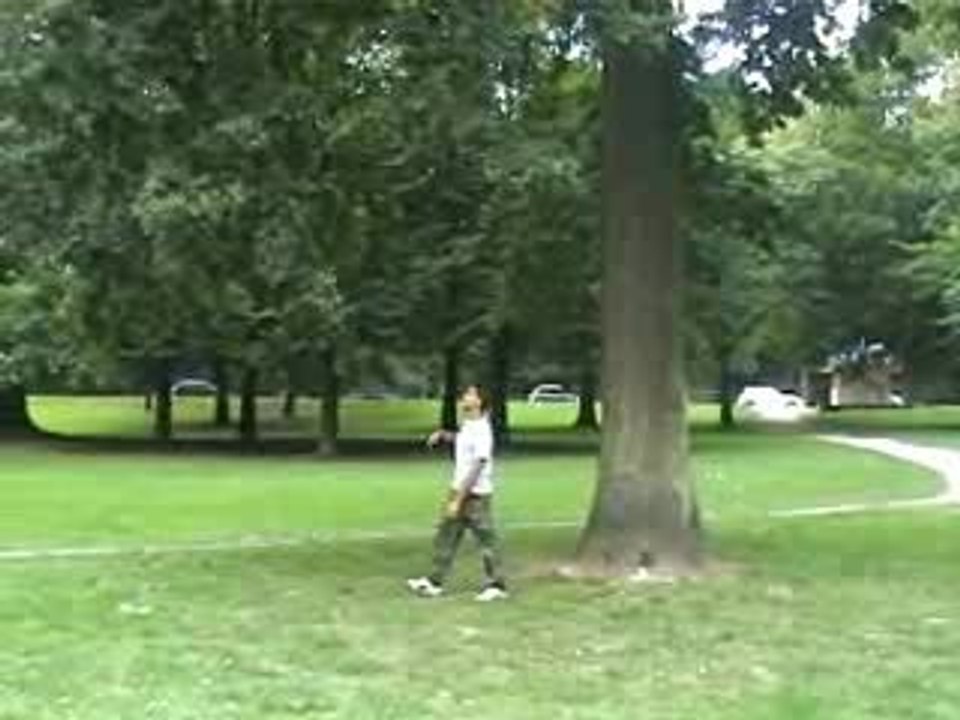Chute arbre