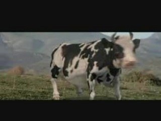 matrix cow