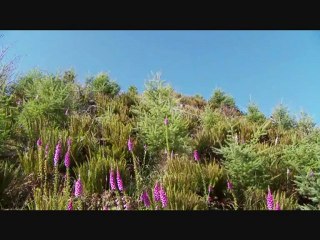 MAZİDEKİ AŞK-YILDIRIM GÜRSES