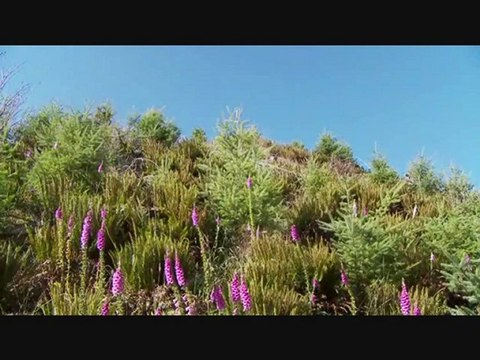 MAZİDEKİ AŞK-YILDIRIM GÜRSES