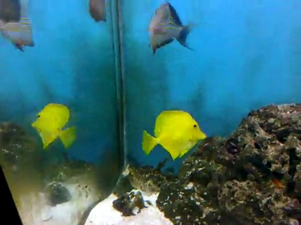 Tang ordusu
