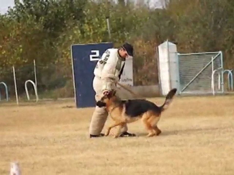 Nos chiens à vendre (novembre 2011)
