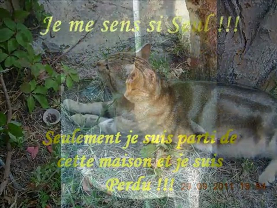 PAUVRE CHAT