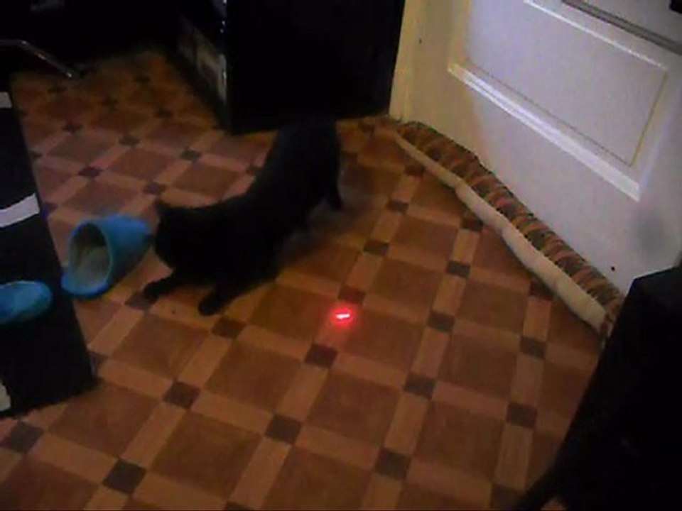 chat noire musique