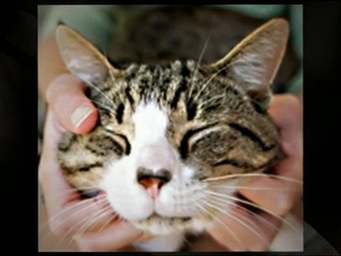 Dog Walker, Chicago, IL 60614 - (773) 935-9983