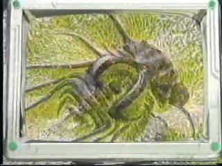 (DVD11) (17) RECURSOS NATURALES, QUE HACER