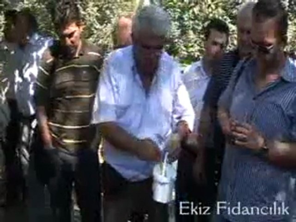 Ekiz Fidancılık Ceviz Aşısı ve Tarımı