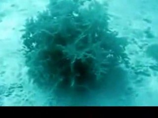 Strange Sea Creature Retreats Into Ocean Floor