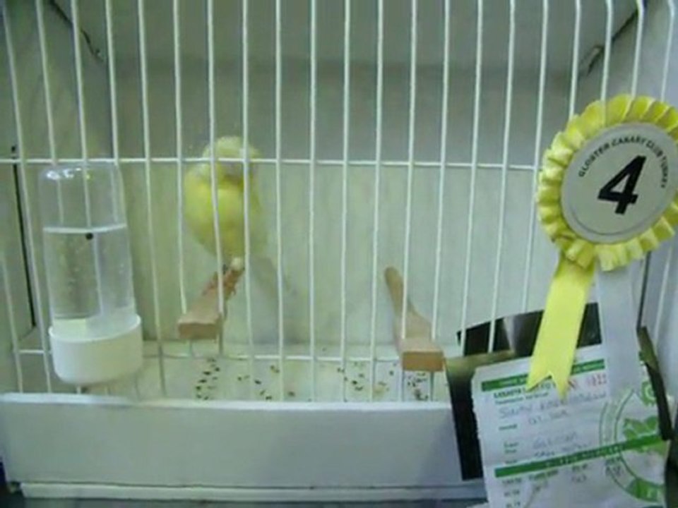 SARI TEPELİ 4.SÜ | 2011 KLÜP (FESHANE)