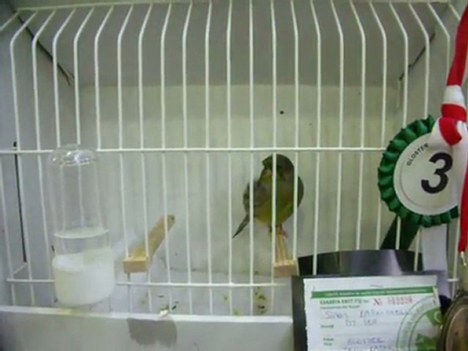 MELANİN KABAK 3.SÜ | 2011 KLÜP (FESHANE)