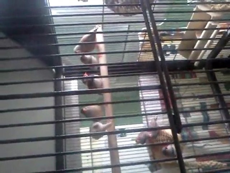 bijou ma femelle inseparable et les mandarins