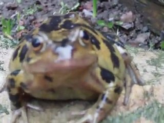 Frog funny garden frog