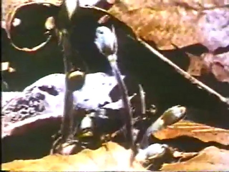 (DVD11) (36) SECRETOS DE LAS PLANTAS