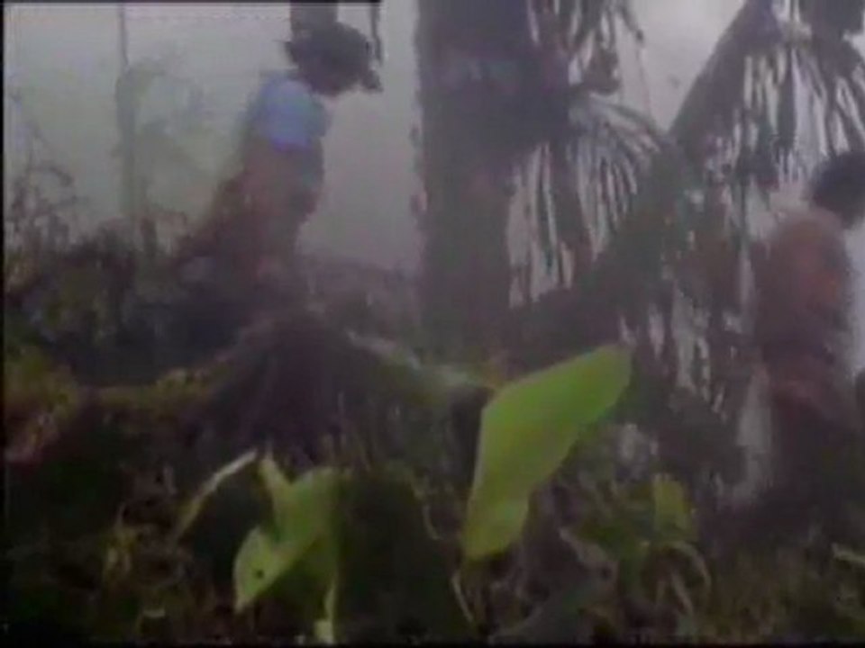 (DVD11) (40) SELVA