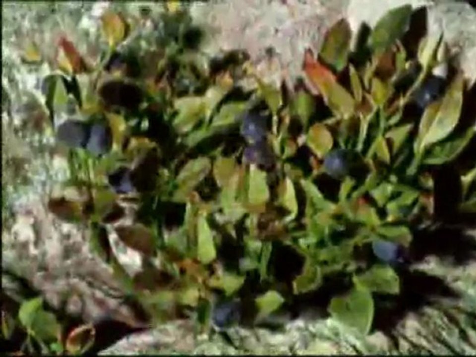 (DVD11) (43) SOTOBOSQUE