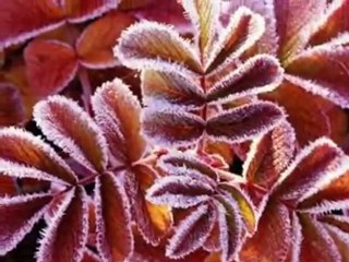 Le temps du givre Anne Vanderlove