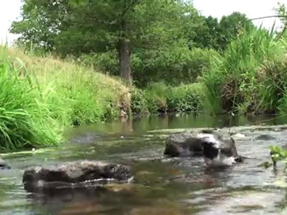 bergerognade