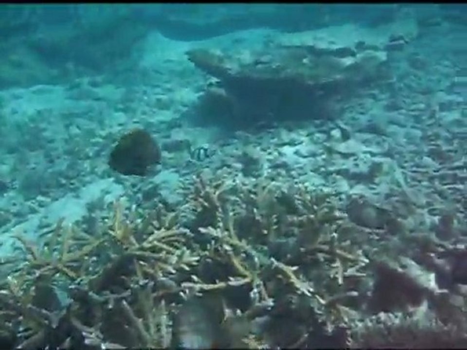 Maurice video mer snorkeling
