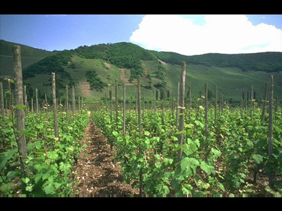 kurşun yanım zübeyir zorlu