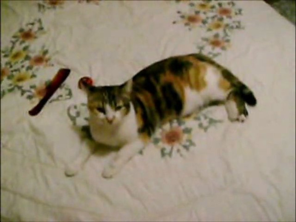 inqui mi gata