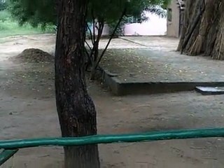 Intian matka - Amla Saharia farmilla hommissa