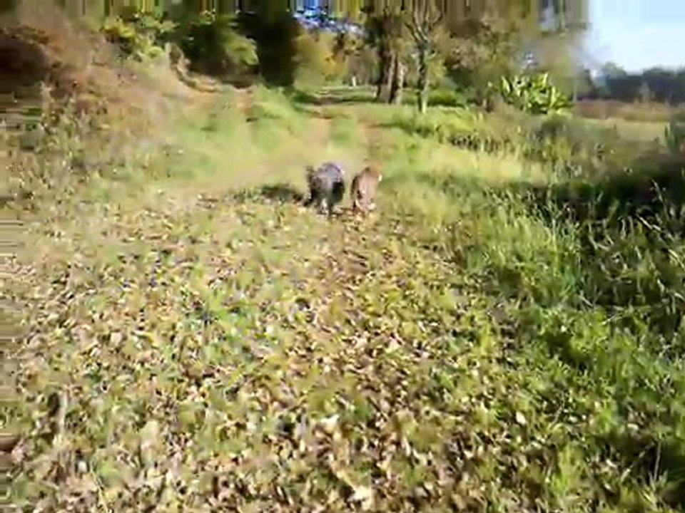 Vie et Guapa dans les bois 040