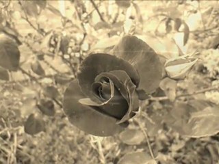 The Best Of Mohamad Jamalمحمد جمال ...بدي شوفك كل يوم يا حبيبي..