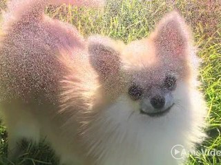 La Jolla Apartments in San Antonio, TX - ForRent.com