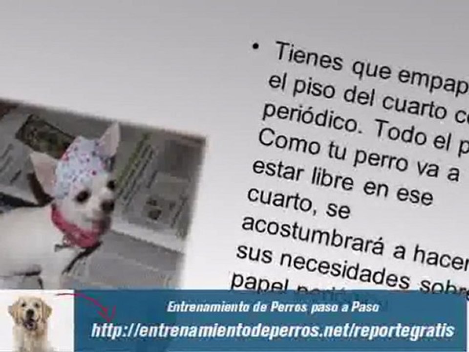 Como Educar a un Cachorro para Hacer del Baño
