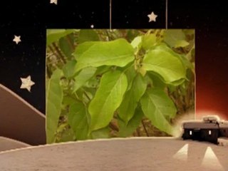 Banaba Leaf Tea Benefits