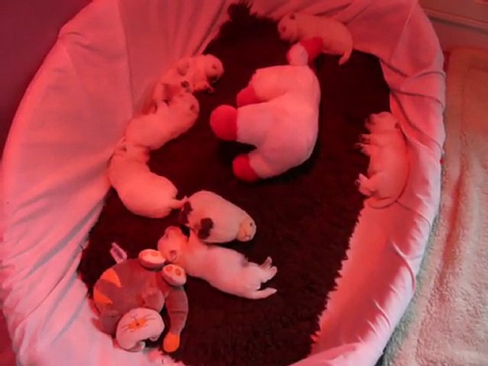 CHIOTS WESTIE ENTRAIN DE DORMIR . 15 jours(2)