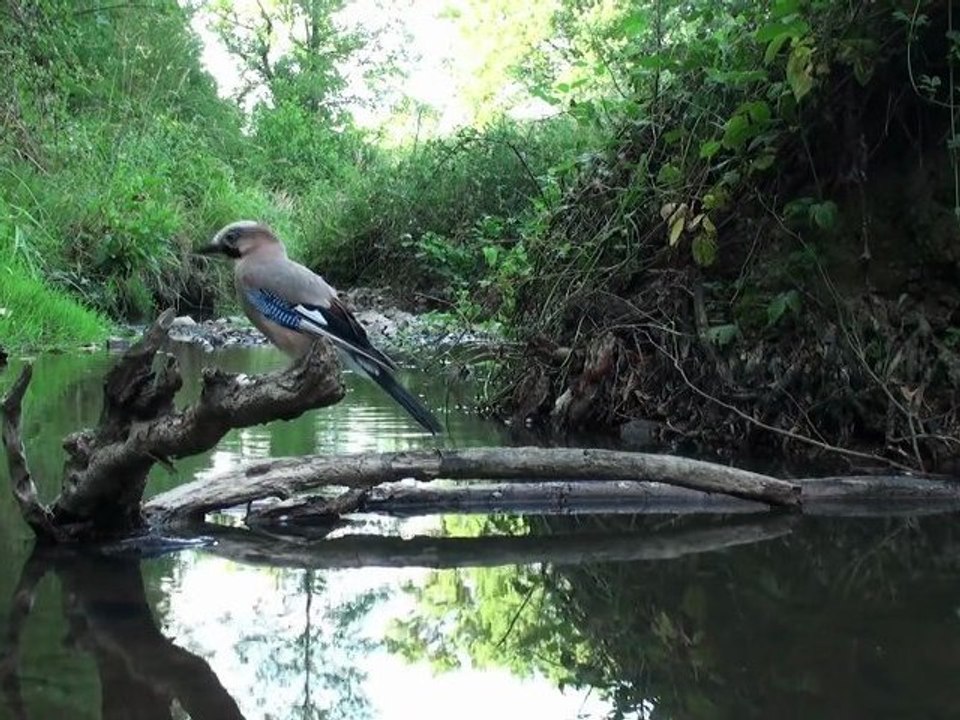 succession sur le trône