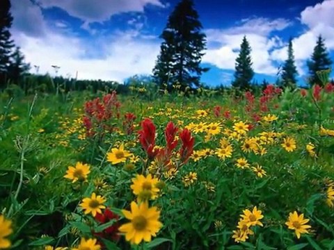 Bedirhan Gökçe (Ezan çiçeği)