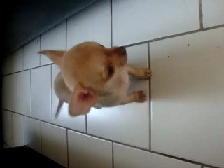 petite femelle nee le 6/09/11