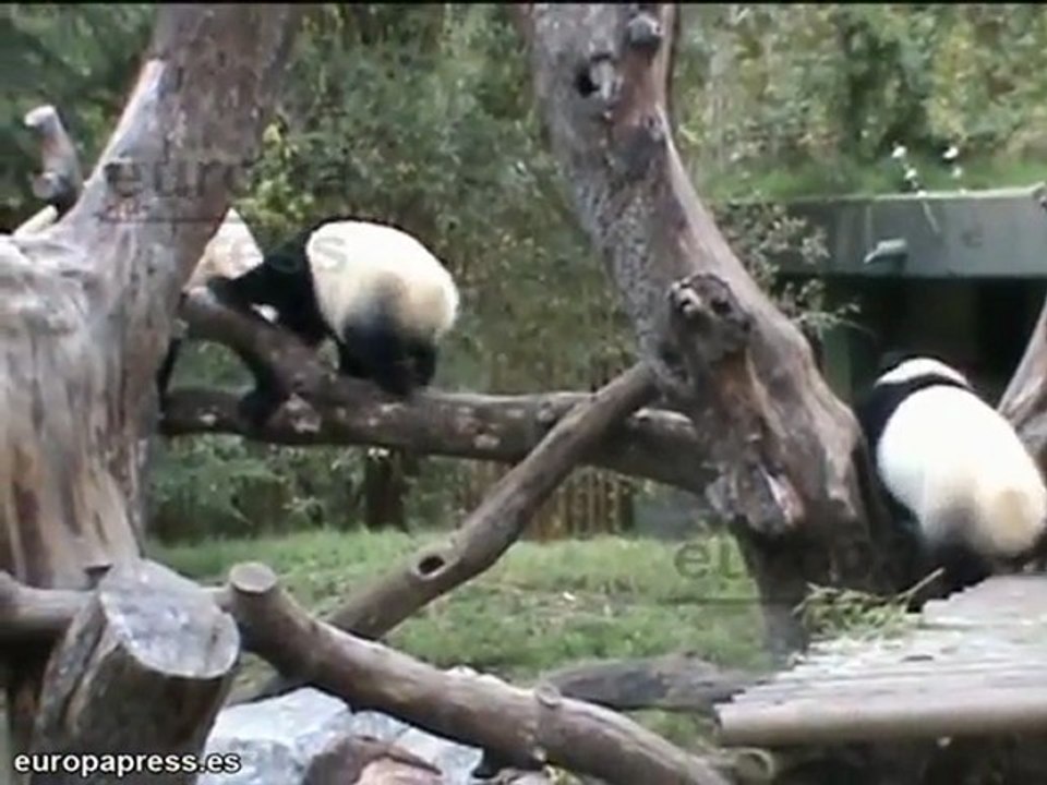 Los osos panda de Madrid se encuentran con su madre