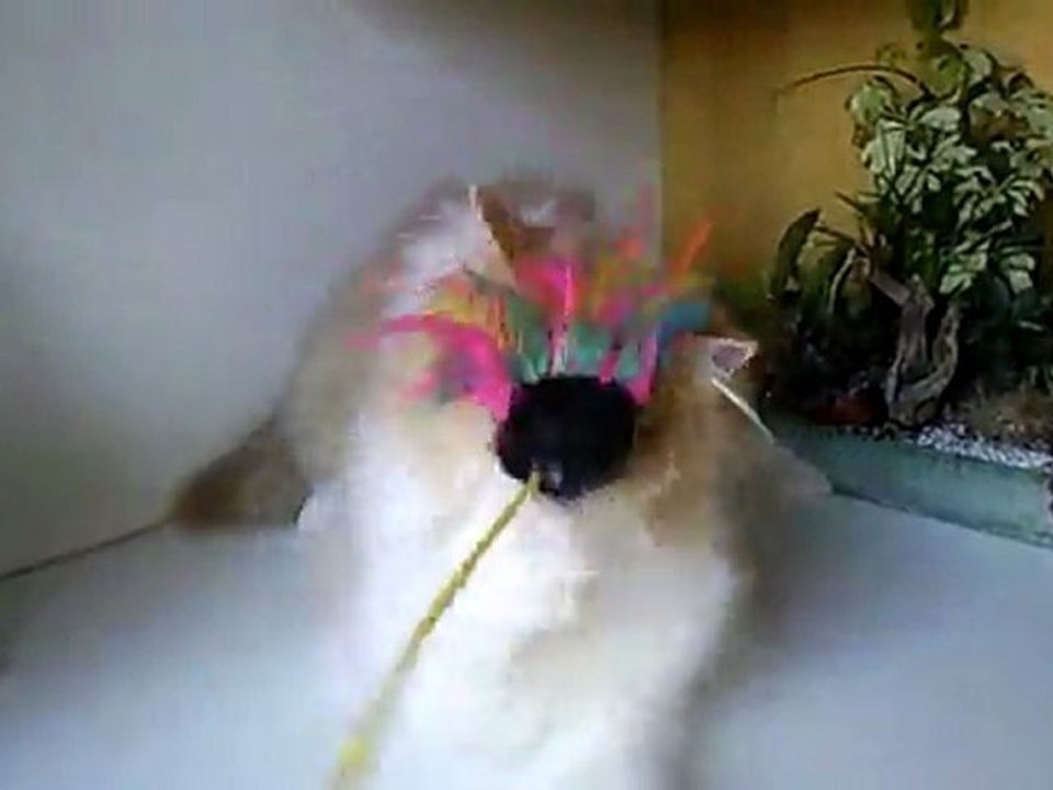 Vidéo0053