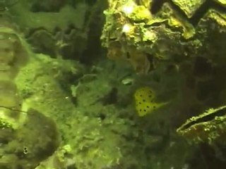 Diving in Thailand Krabi (part2)