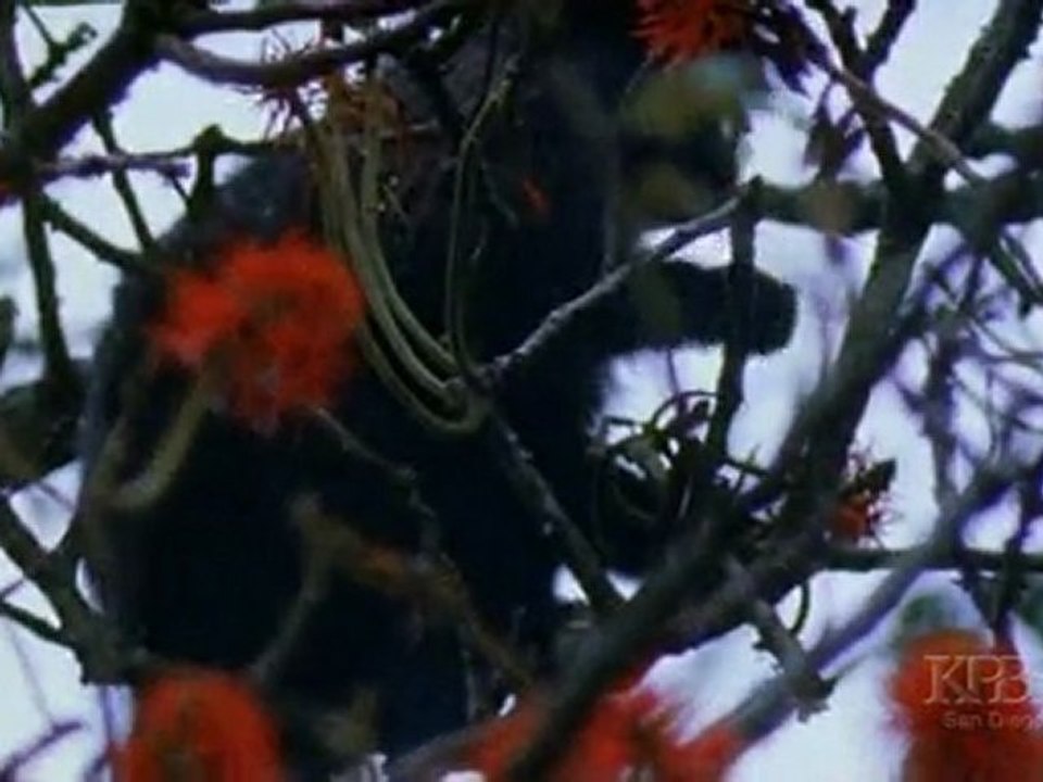 02.Clever.Monkeys