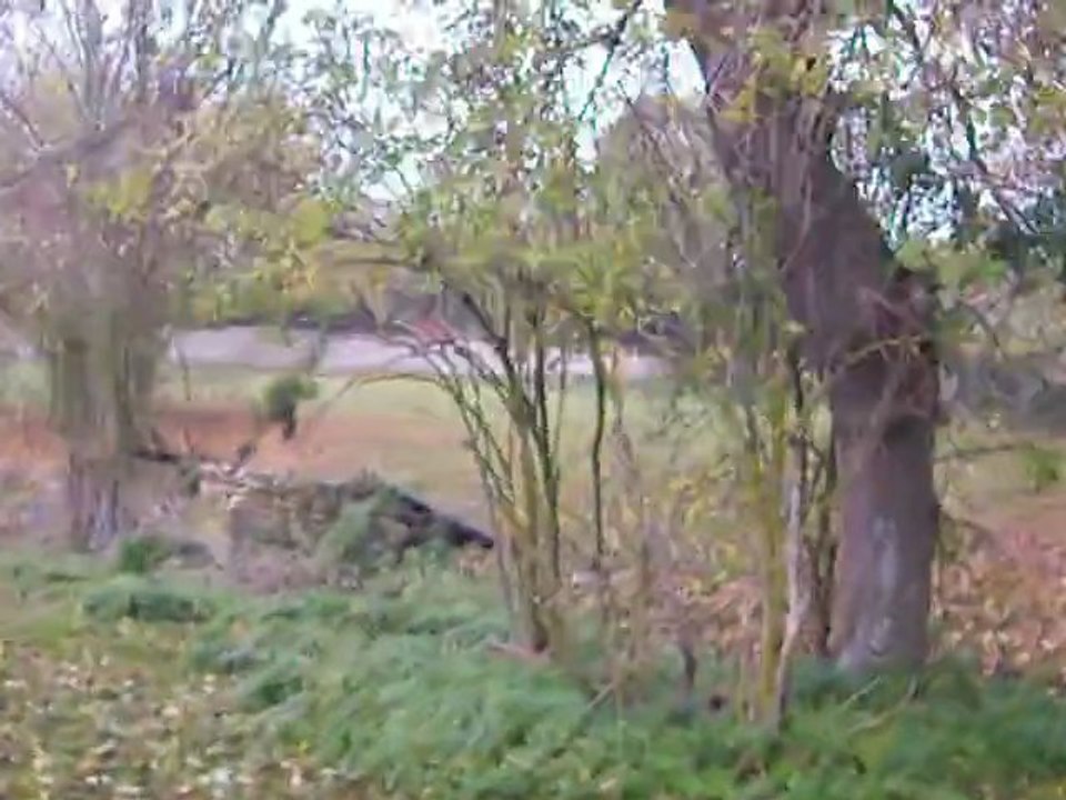 Tango nov 2011