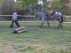 Equitation americaine par l'équithologie au ranch tinkapalo  par  Tony Clemenceau " HORSEMAN "