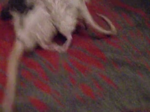 Yela & Bebop jour 2 vidéo 1