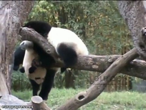 Reencuentro de las crías de oso panda con su madre