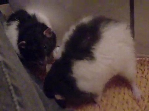 Yela & Bebop jour 2 vidéo 4