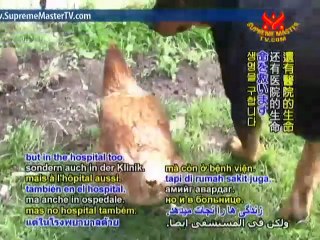 Dave, the Endearing Rottweiler Dog Daddy - P2/2